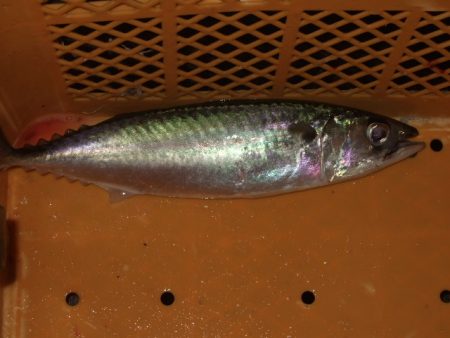 アジング釣行で五目