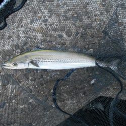 1時間半で青物4ヒット♪