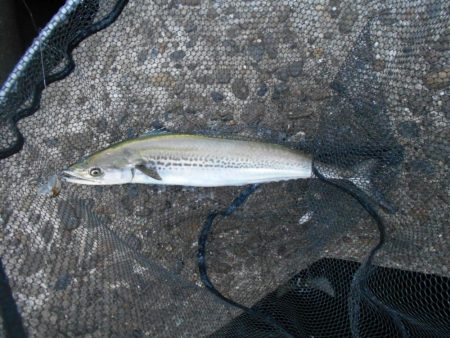 1時間半で青物4ヒット♪