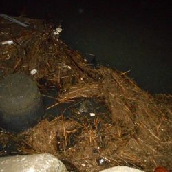 もうランカーでええや～ん