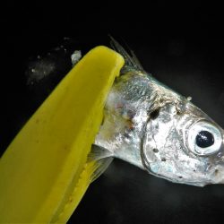 寒くなりました