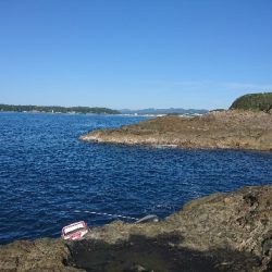 須江でグレ釣り