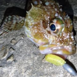 久しぶりのナイトゲーム