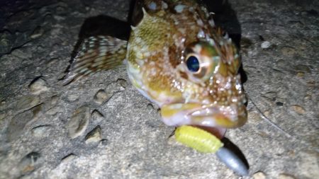 久しぶりのナイトゲーム