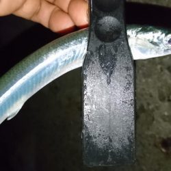 今夜もアジング