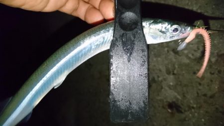 今夜もアジング