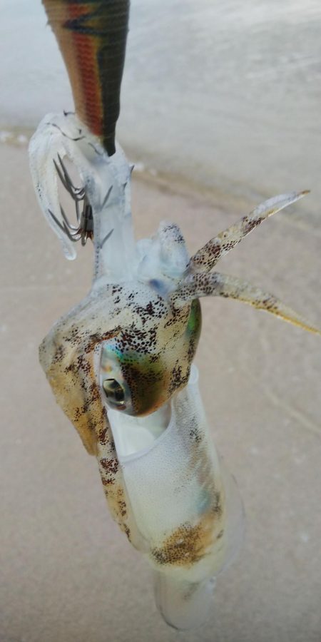 午後からエギング