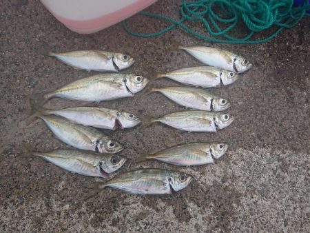 タチウオ、青物狙いが青物(サバ)、青物(ア…