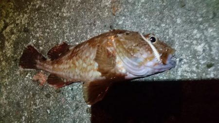 今夜はアジング！！