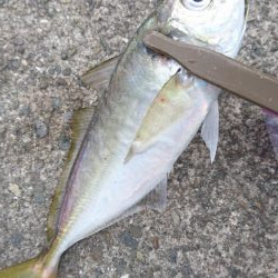 青物不発 タチウオぼちぼち