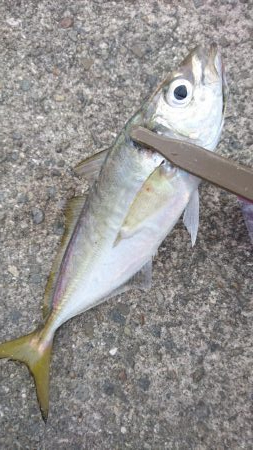 青物不発 タチウオぼちぼち