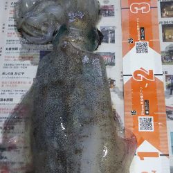 2日続けてスミ1でした