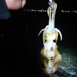 朝はエソ、夜はイカ