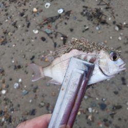 アタリはあるのに・・・