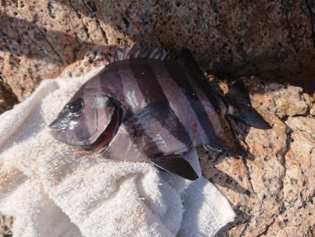 サンバソウ釣り