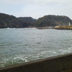 久しぶりのチヌ