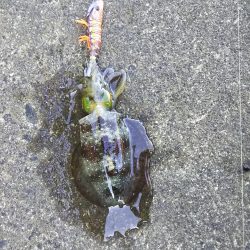 初心者セット7980