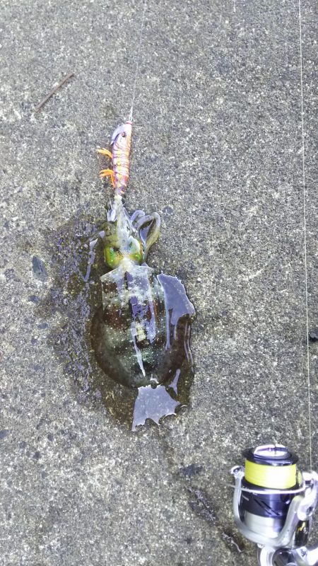 初心者セット7980