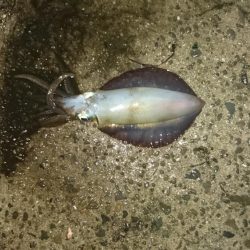 台風後の様子見て来ました。