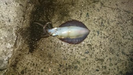 台風後の様子見て来ました。