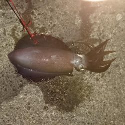 夕方から夜中にかけての短時間釣行