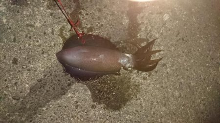 夕方から夜中にかけての短時間釣行