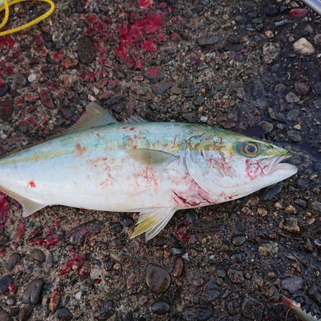 良い朝でした！