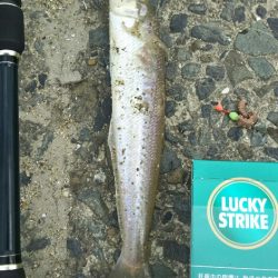 【苅田港】秋のシーバス調査～続き