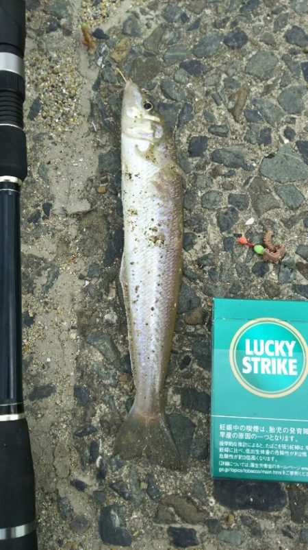 【苅田港】秋のシーバス調査～続き