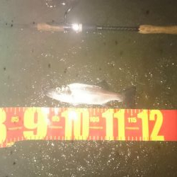 円山川チーバスチューバス