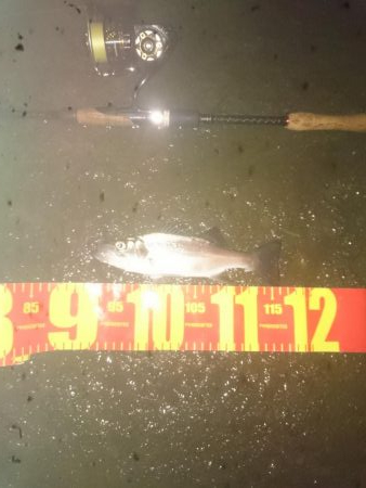 円山川チーバスチューバス