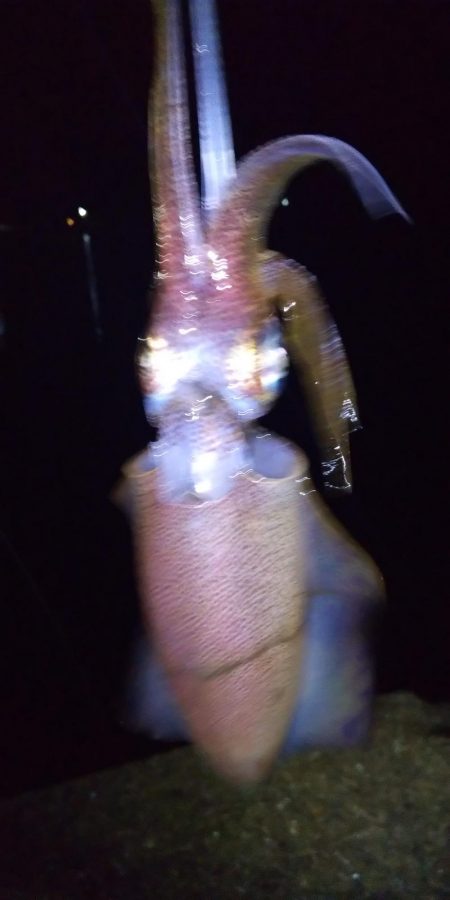 ヤエンとエギング