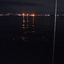 台風後のタチウオ