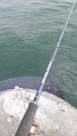 湾奥の青物調査＆タモウオ