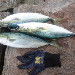 雄島の青物(ツバス)