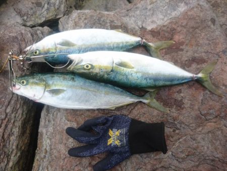 雄島の青物(ツバス)