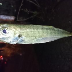 久しぶりのメバリング！