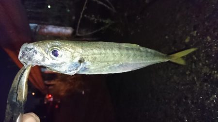 久しぶりのメバリング！