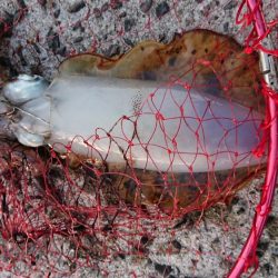 爆風ヤエンで５杯