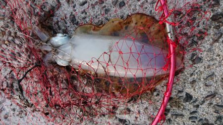 爆風ヤエンで５杯