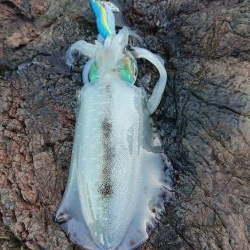 でました今季最高