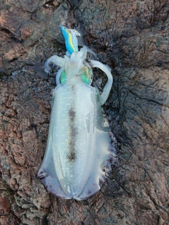 でました今季最高