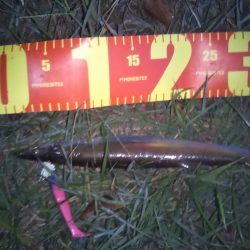 はじめて釣りました(カマス)