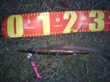 はじめて釣りました(カマス)