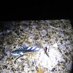 夕マヅメに朝のリベンジを……