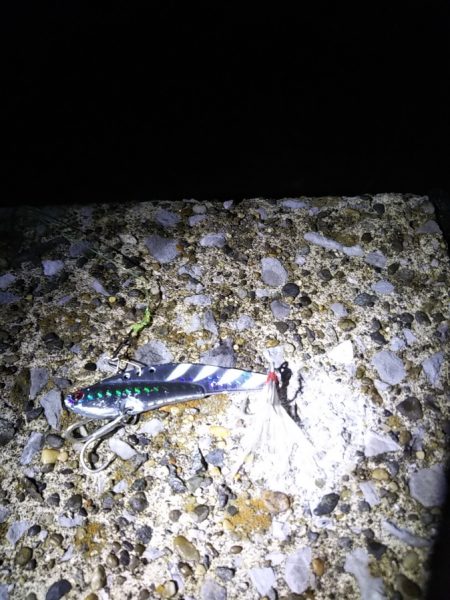 夕マヅメに朝のリベンジを……