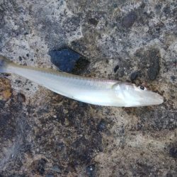 昨日より西風強い播磨新島釣行