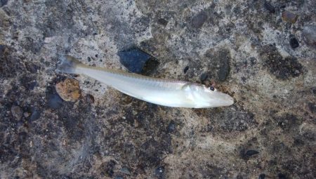 昨日より西風強い播磨新島釣行