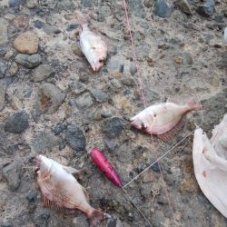 北風強い播磨新島釣行