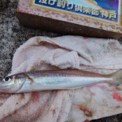 雨の播磨新島で爆釣